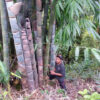 EB01 – Dendrocalamus Giganteus 23