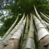 EB01 – Dendrocalamus Giganteus 5452222
