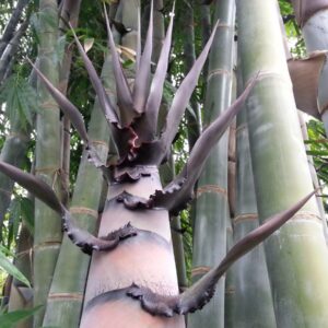 EB01 – Dendrocalamus 2