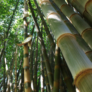 EB01 – Dendrocalamus Giganteus 5646