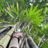 EB01 – Dendrocalamus Giganteus 545
