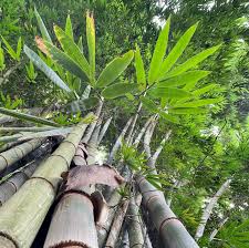 EB01 – Dendrocalamus Giganteus 545