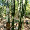 EB01 – Dendrocalamus Giganteus 445